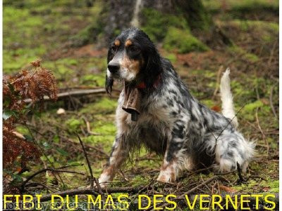 Setter Anglais FIBI DU MAS DES VERNETS Setter Anglais FIBI DU MAS DES VERNETS